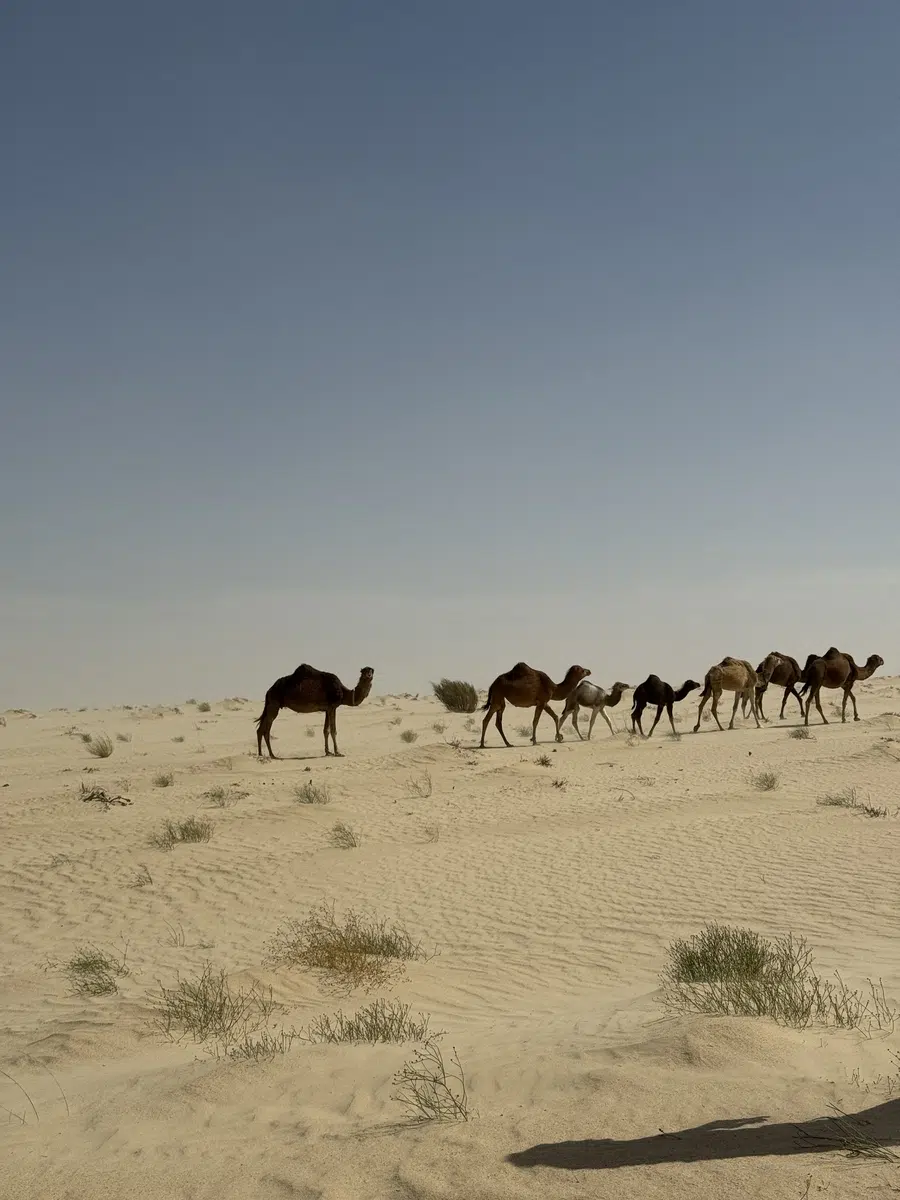 Camellos