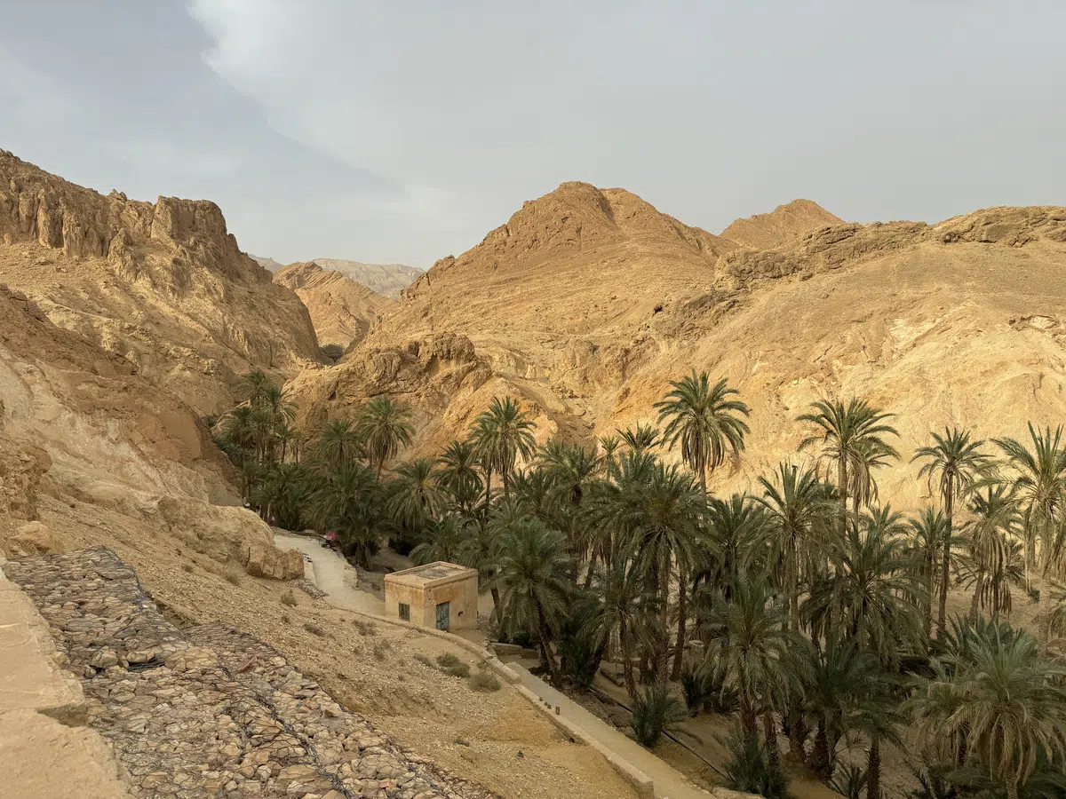Oasis